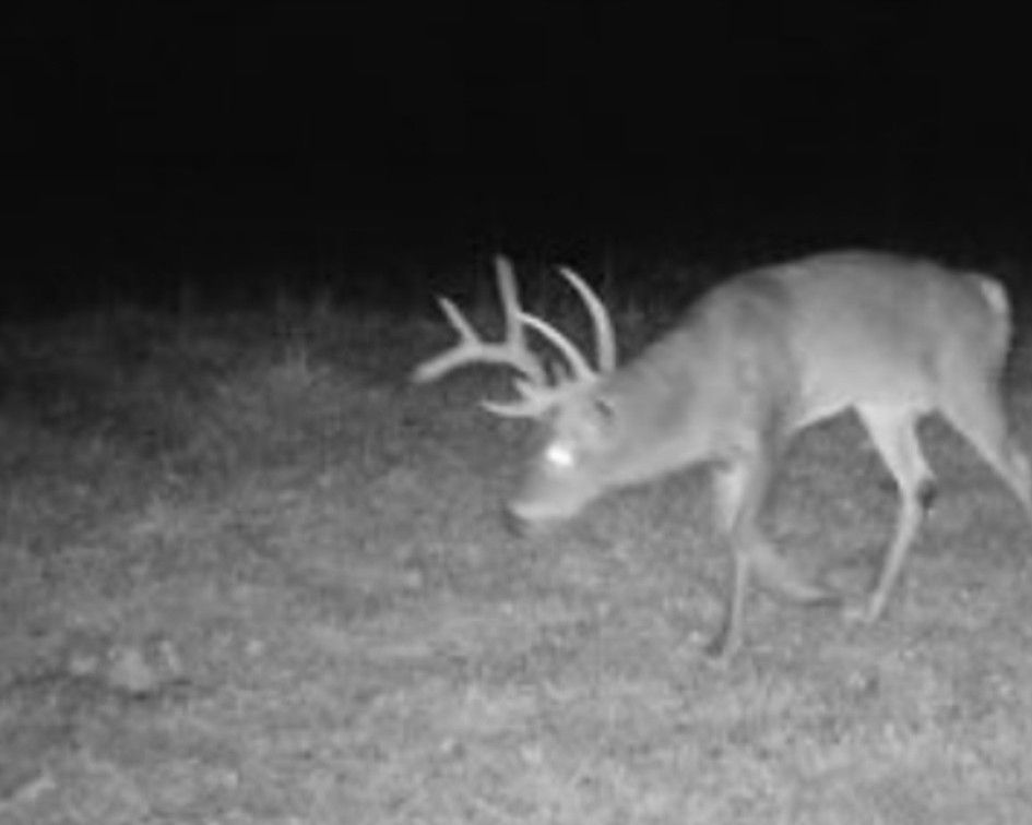 Listing Photo: Iowa-Whitetail-Deer-Hunting-Land